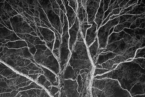 Sycamore at Night Bloomfield New Jersey (5919BWSA).jpg Sycamore at Night Bloomfield New Jersey (5919BWSA).jpg